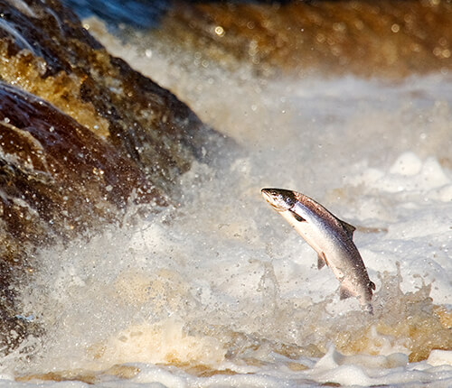 Jumping salmon_istock_artcic tern